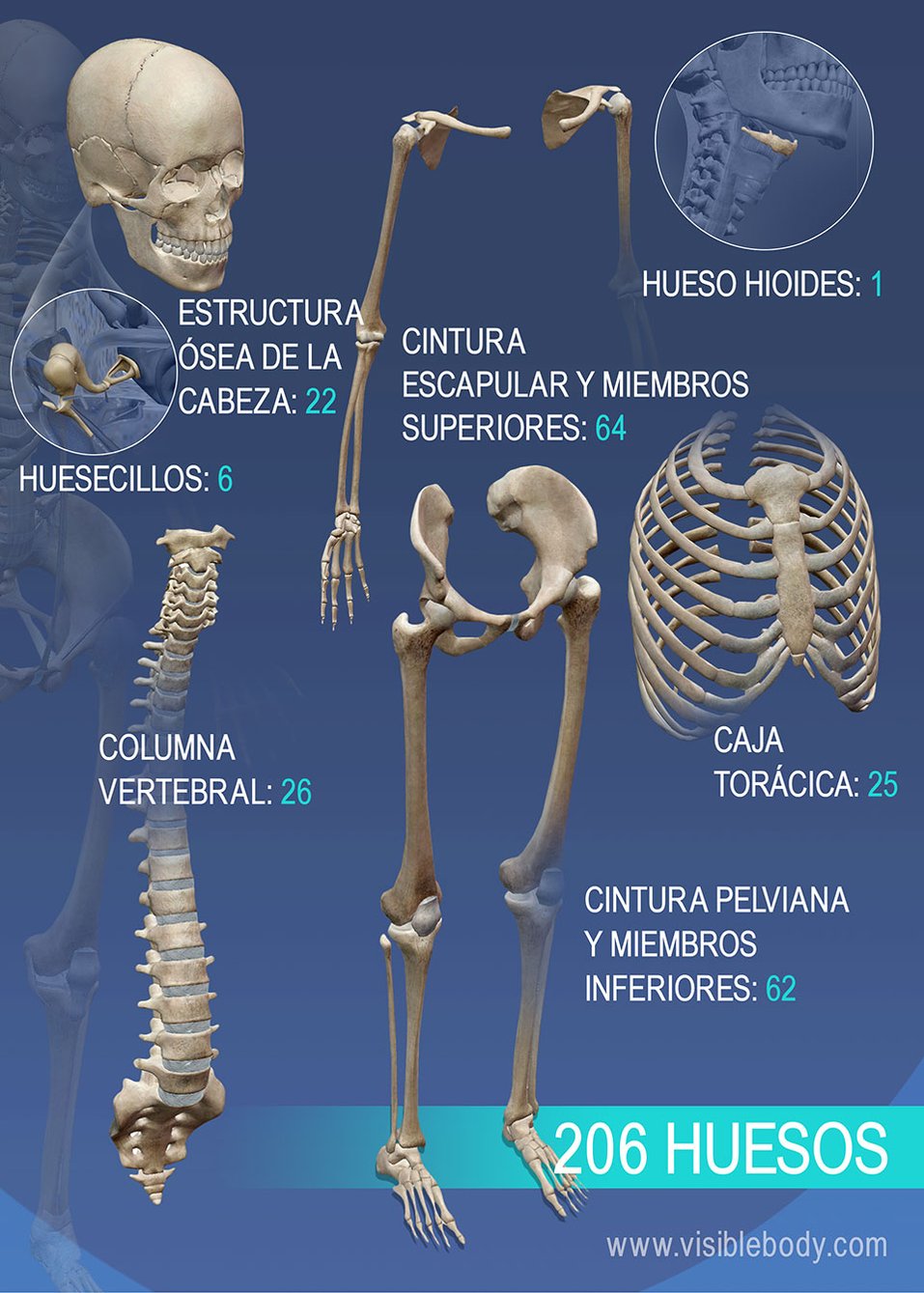Tipos De Huesos Del Cuerpo Humano Huesos Del Cuerpo Huesos Del | Images ...