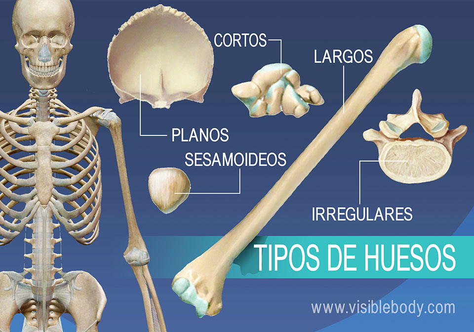 Aprenda Anatomía Del Esqueleto | Reseña General Del Esqueleto