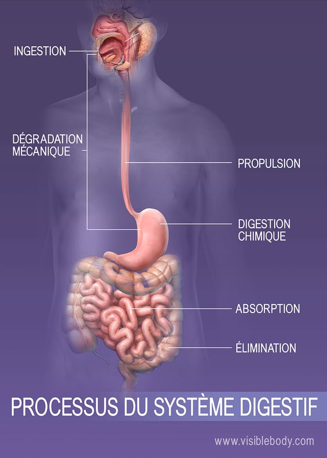 Maldigestion - Comment fonctionne le processus de digestion