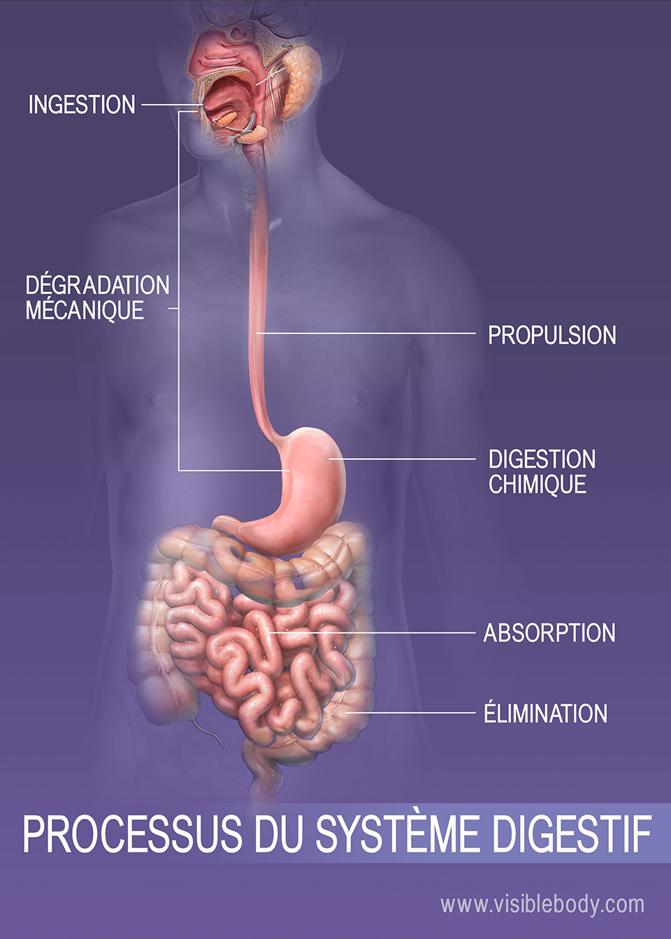 10 Faits Sur Le Syst Me Digestif   3B Processus Du Système Digestif FR 