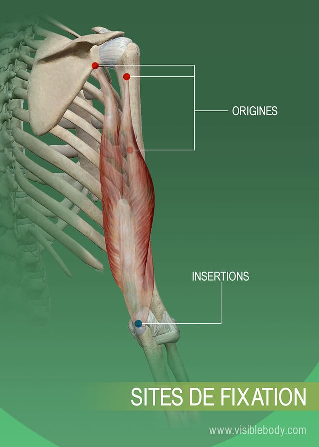 Muscle triceps (bras) : définition, schéma