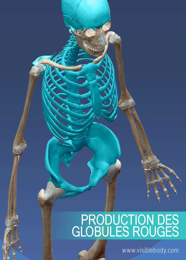 Bioweb  Les os et les muscles squelettiques