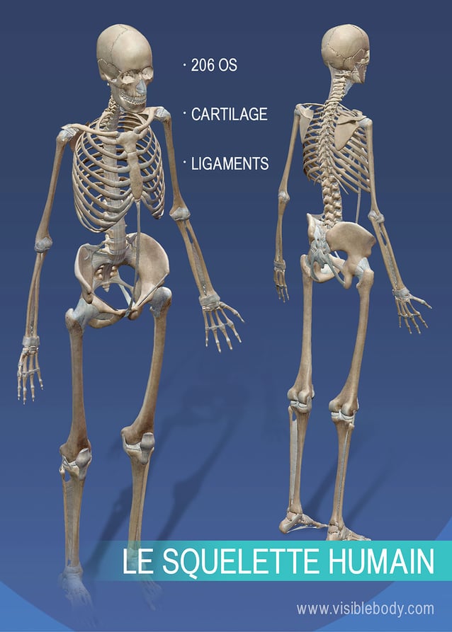 Planche anatomique - Le squelette humain - Anatomie et pathologie - 3B  Scientific