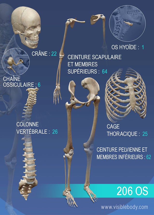 Apprentissage De L Anatomie Du Squelette Apercu Du Squelette
