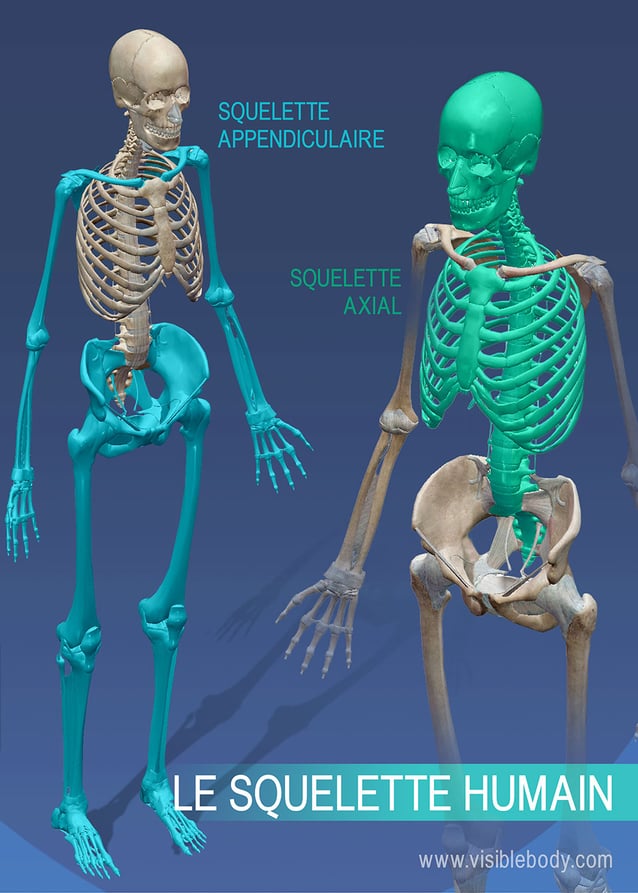 Os du squelette : combien d'os compte le corps humain ?