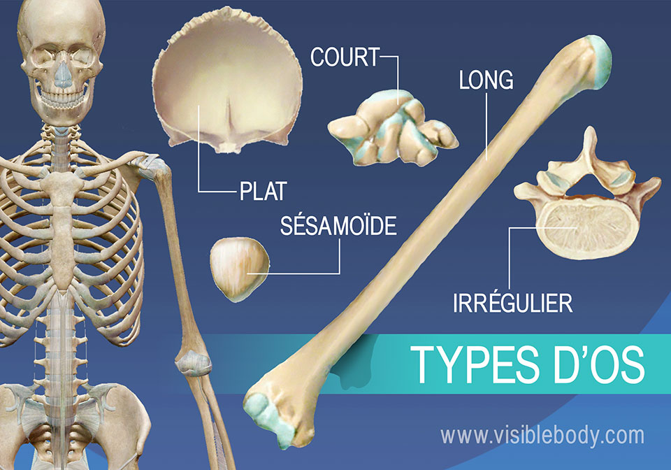 flat bones examples