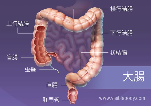 大腸の主な区分