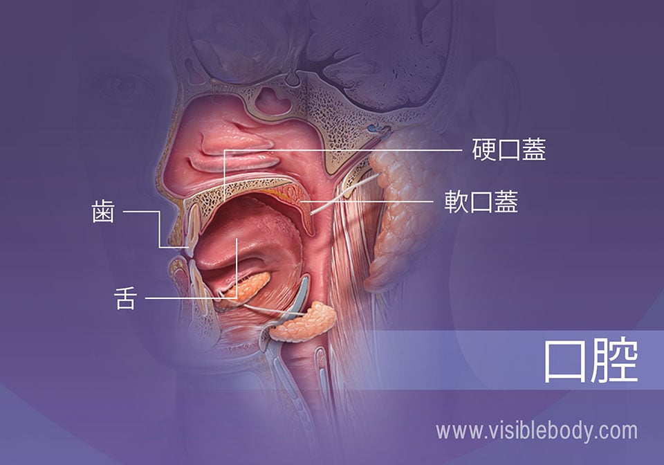 消化における口腔