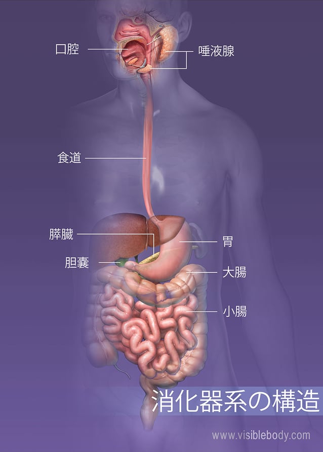 消化器系の概要