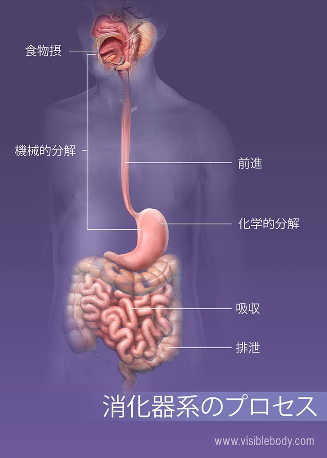 身体での経口摂取、消化、吸収、および排泄