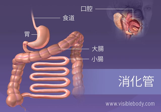 消化管の構造