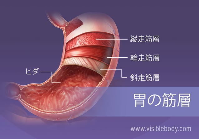 胃の4つの平滑筋層