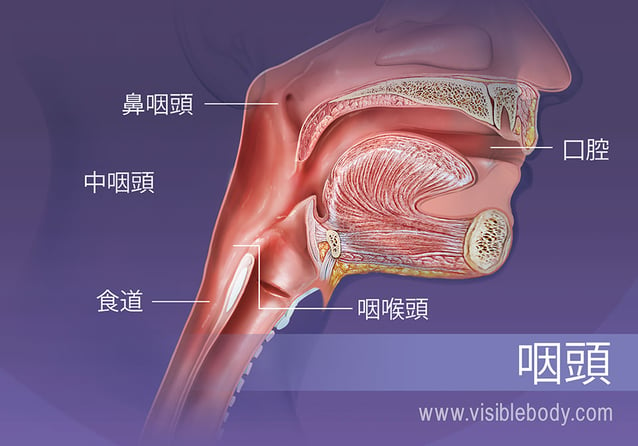 咽頭の構造: 鼻咽頭、中咽頭および咽喉頭