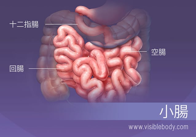 小腸には、十二指腸、空腸および回腸の3つの区分があります。