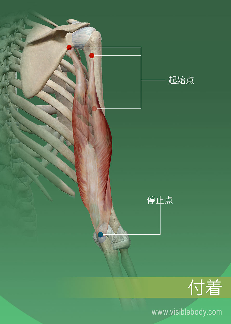 筋肉運動 | 筋肉の解剖について知る