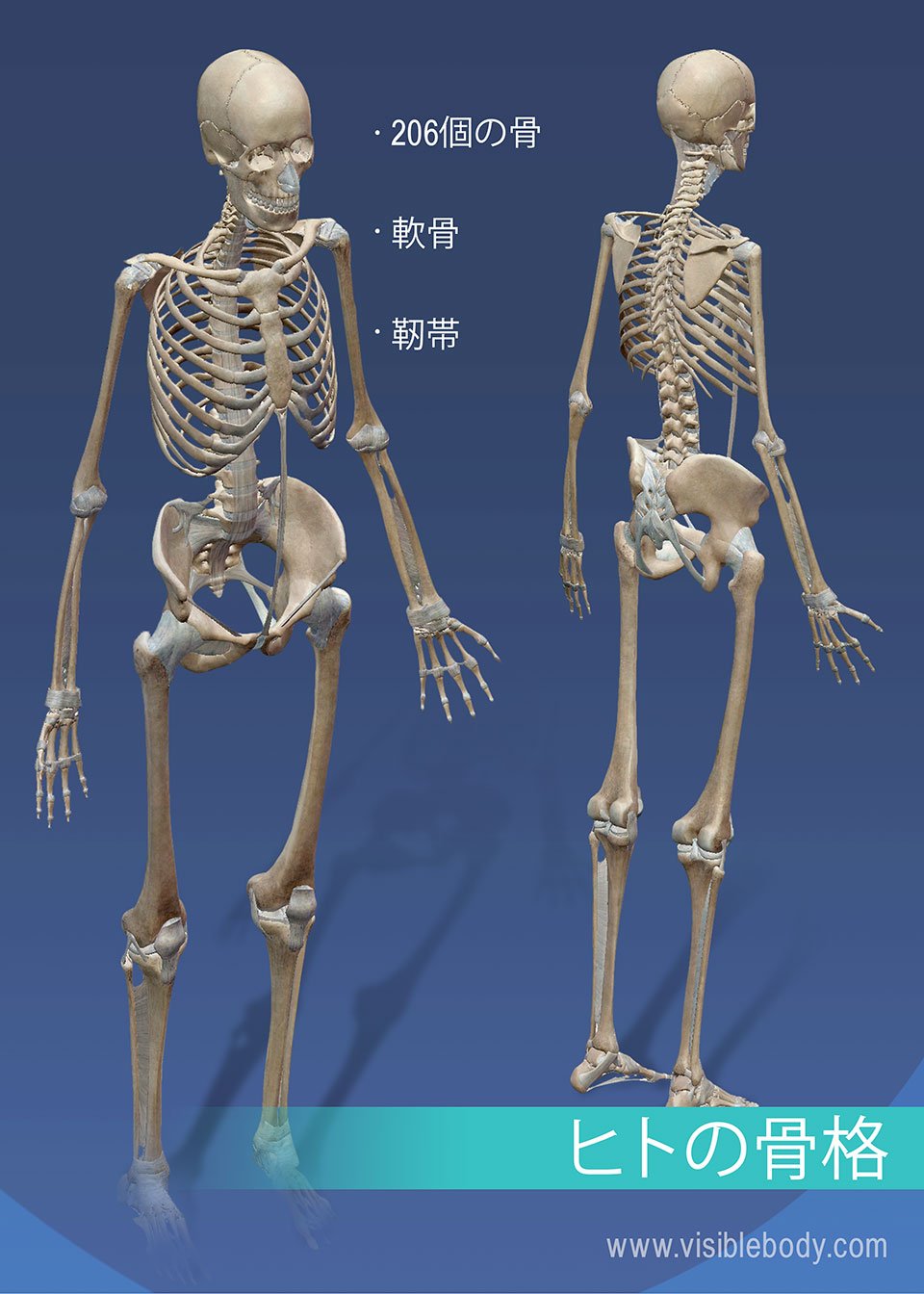 骨格の解剖について知る | 骨格の概説