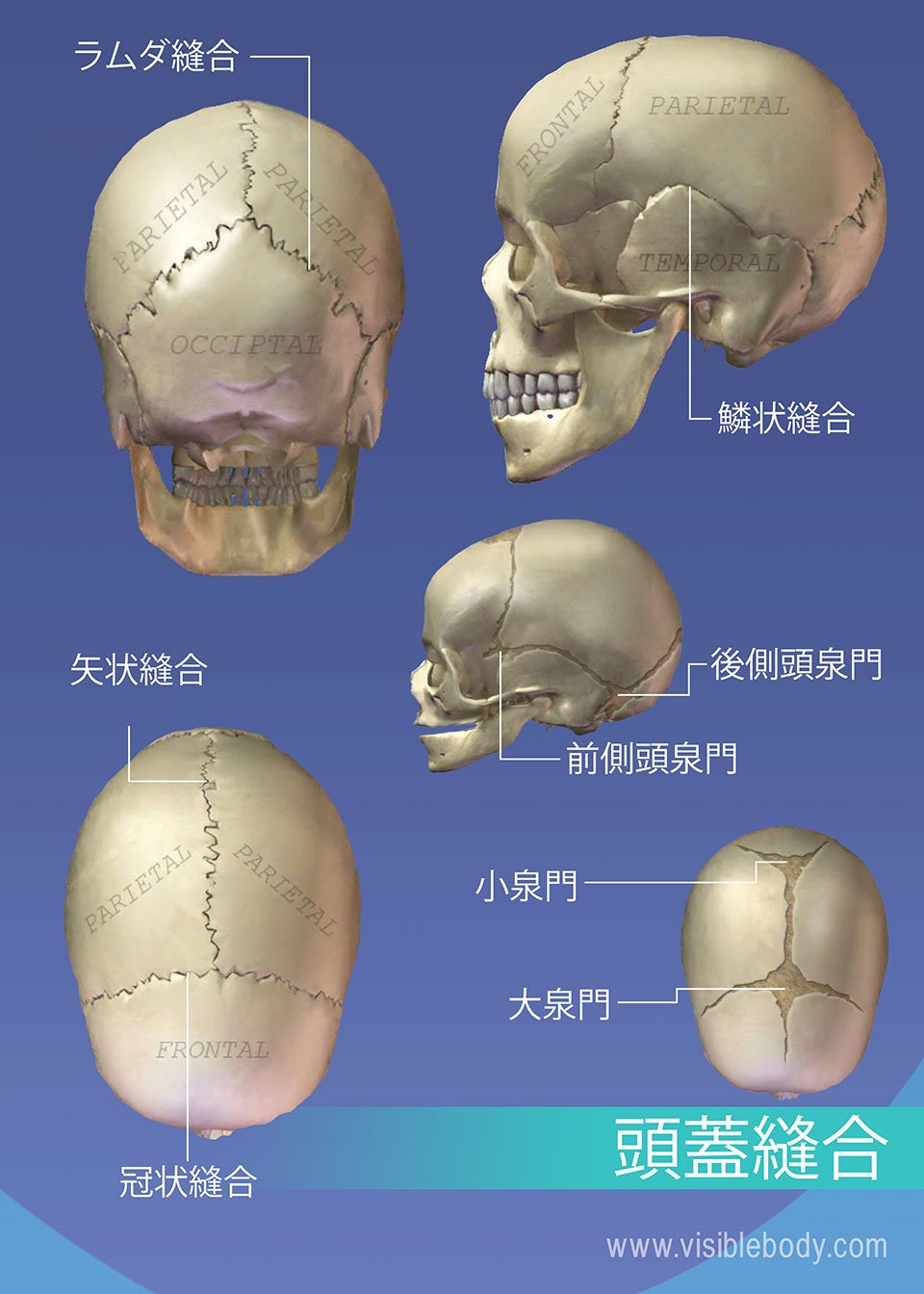 骨格の解剖について知る | 軸骨格