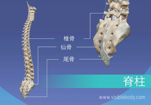 脊柱の椎骨、仙骨、および尾骨