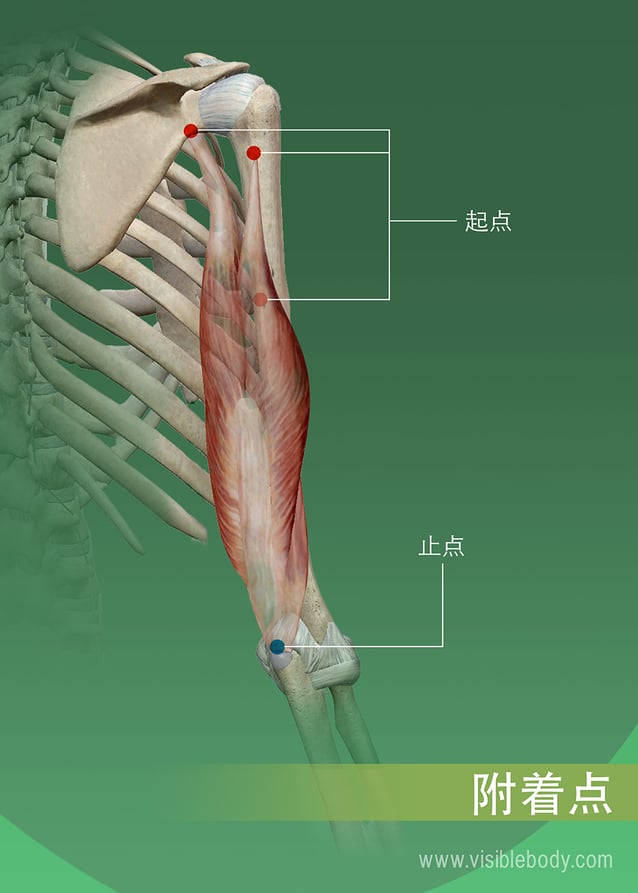 肌肉在骨骼上的起点和止点