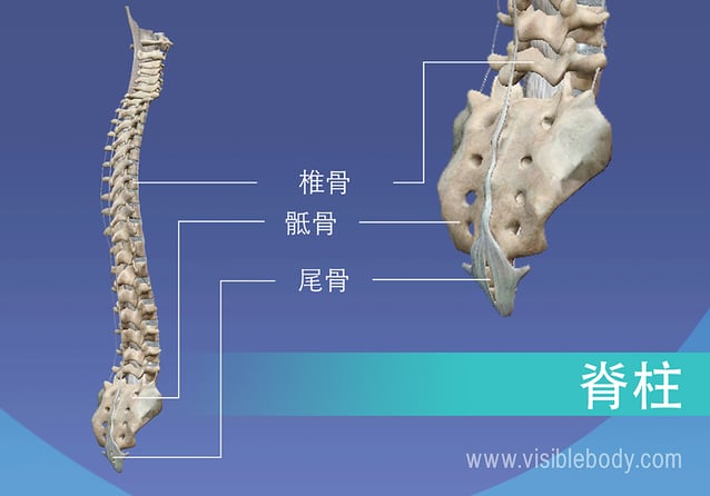 脊柱中的椎骨、骶骨和尾骨