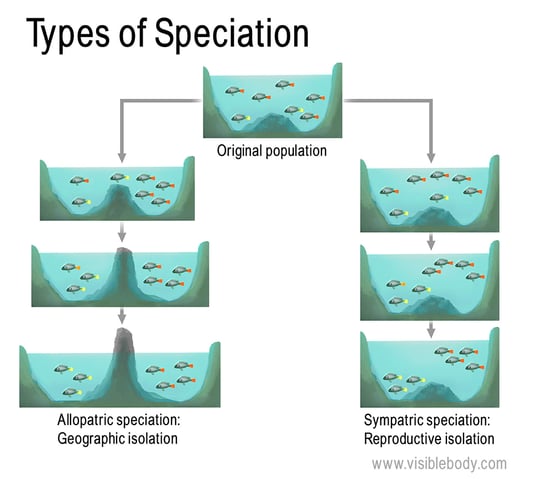 reproductive isolation speciation