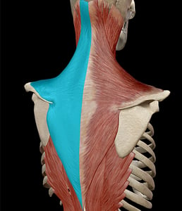 Learn Muscle Anatomy: Trapezius