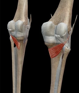 Learn Muscle Anatomy: Popliteus