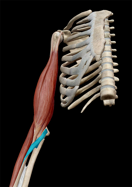 A Visual Guide to Muscle Terminology with VB Suite