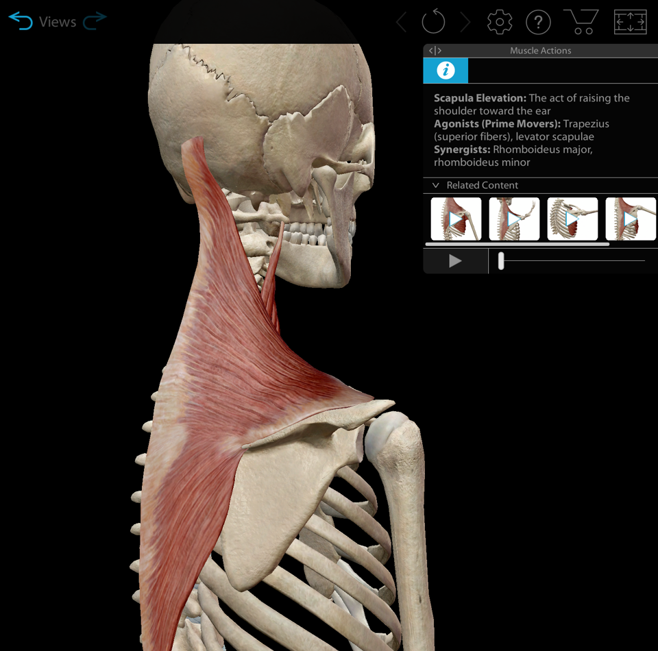 does essential anatomy 3 have muscle actions