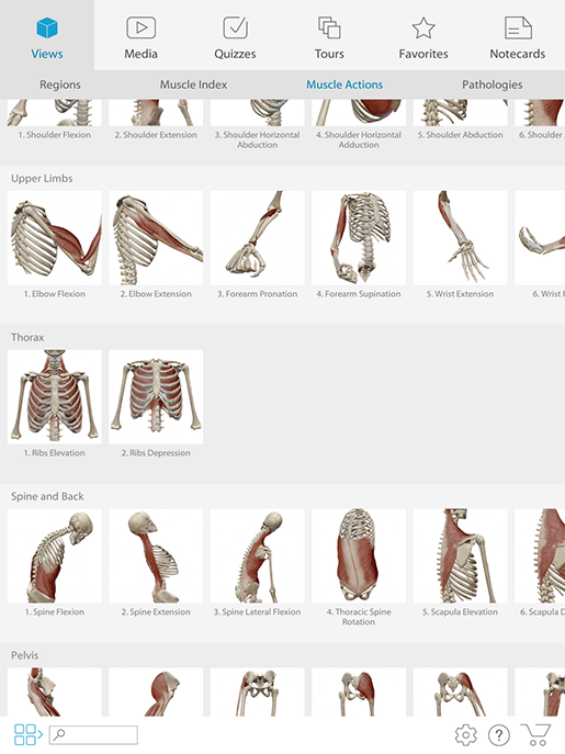 A Visual Guide to Muscle Terminology with Muscles & Kinesiology