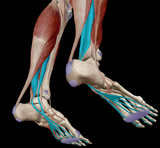 ankle-pronation-consists-of-plantarflexion-adduction-and-inversion