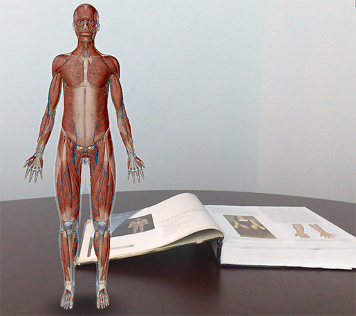 Anatomy and Physiology: Anatomical Position and Directional Terms