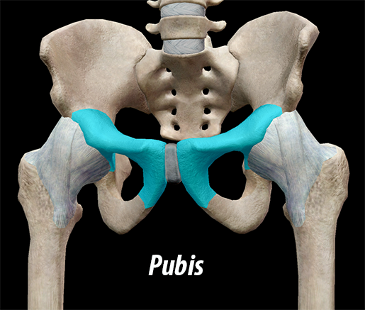 Hip girdle  definition of Hip girdle by Medical dictionary