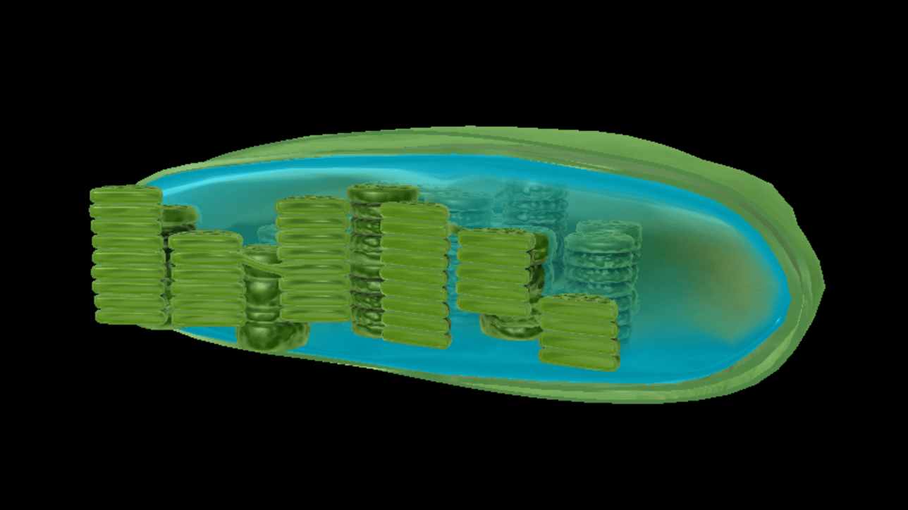 A Look Inside the Chloroplast: Organelle Components and Photosynthesis ...