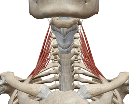 Learn Muscle Anatomy: Scalene Muscles