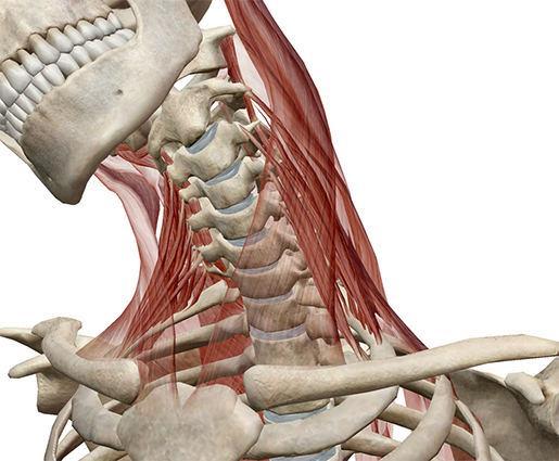 Learn Muscle Anatomy Scalene Muscles