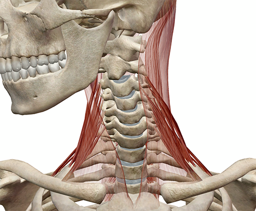 Learn Muscle Anatomy: Scalene Muscles