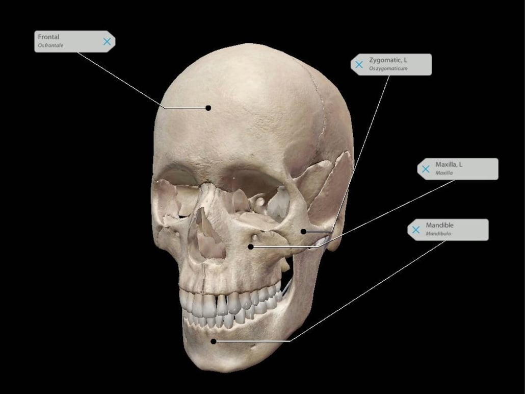 Making Anatomy & Physiology Fun: Some Studying Tips for Students