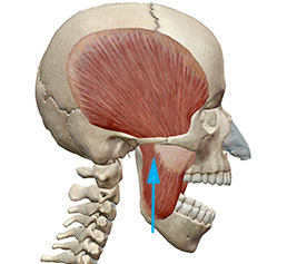 Learn Muscle Anatomy: Muscles of Mastication