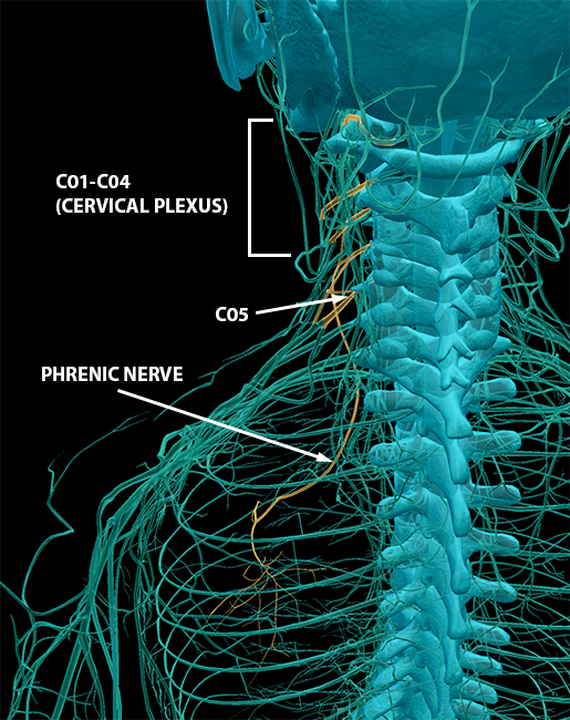 You Ve Got Some Nerve S Exploring The Spinal Nerves