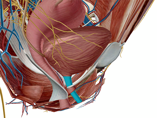 When You Gotta Go, You Gotta Go: The Ins and Outs of Urinary System