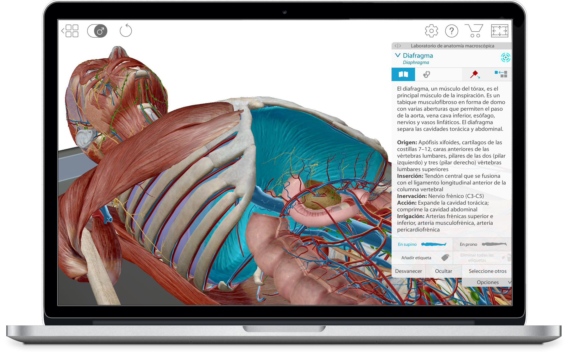 Anatomía & Fisiología - Introducción Visual A Cada Sistema Del Cuerpo ...