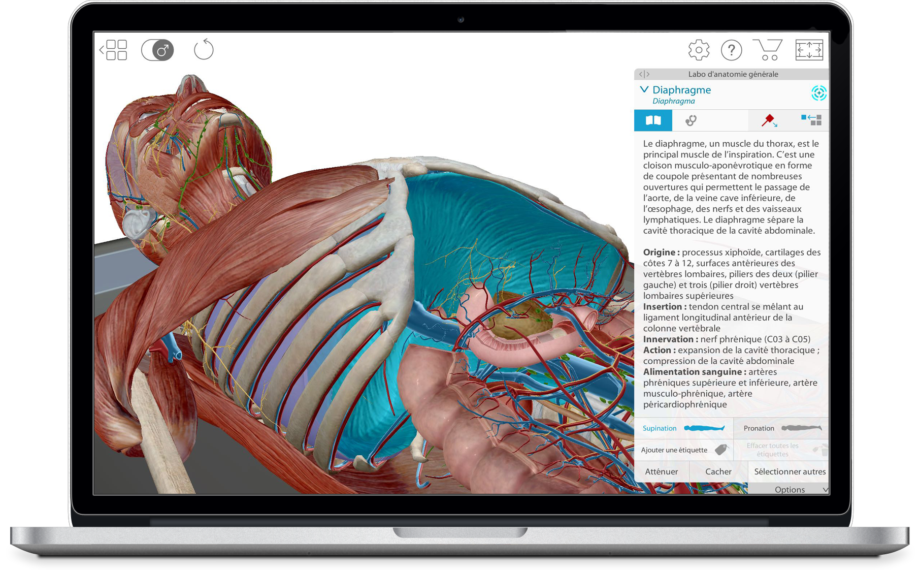 Atlas d’anatomie humaine Atlas visuel en 3D de la micro et de la