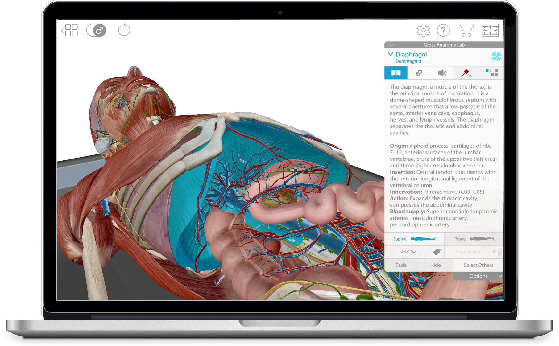 anatomy visual body 3d model