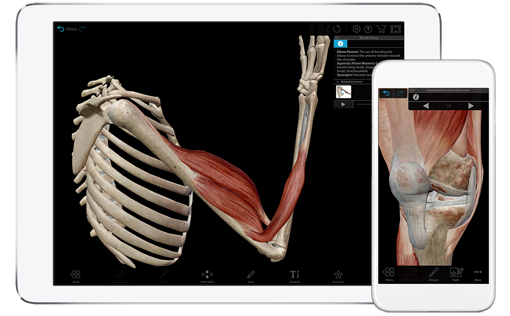 visual body 3d program anatomy muscles