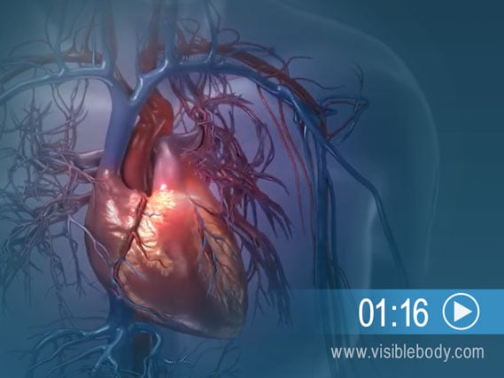 Pulmonary And Systemic Circulation Circulatory Anatomy