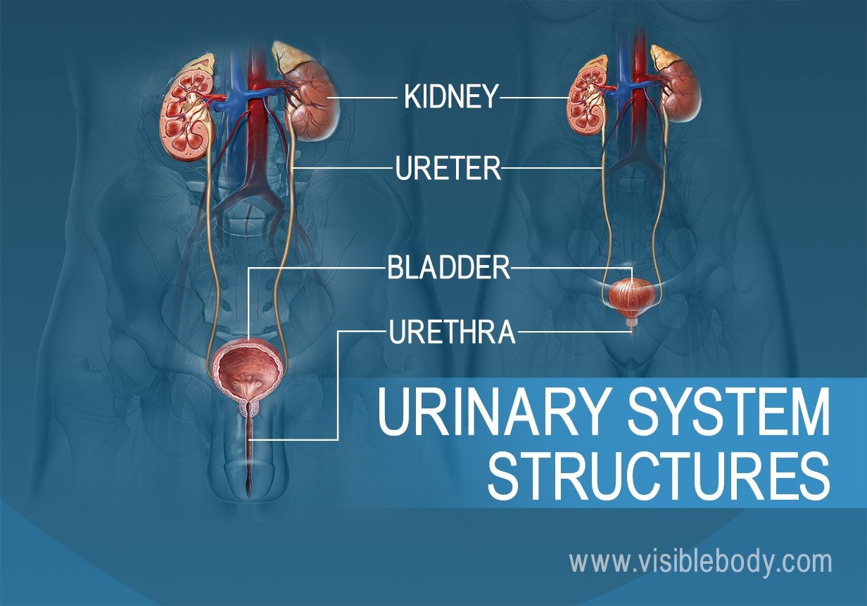 Male Urinary System Diagram 1258
