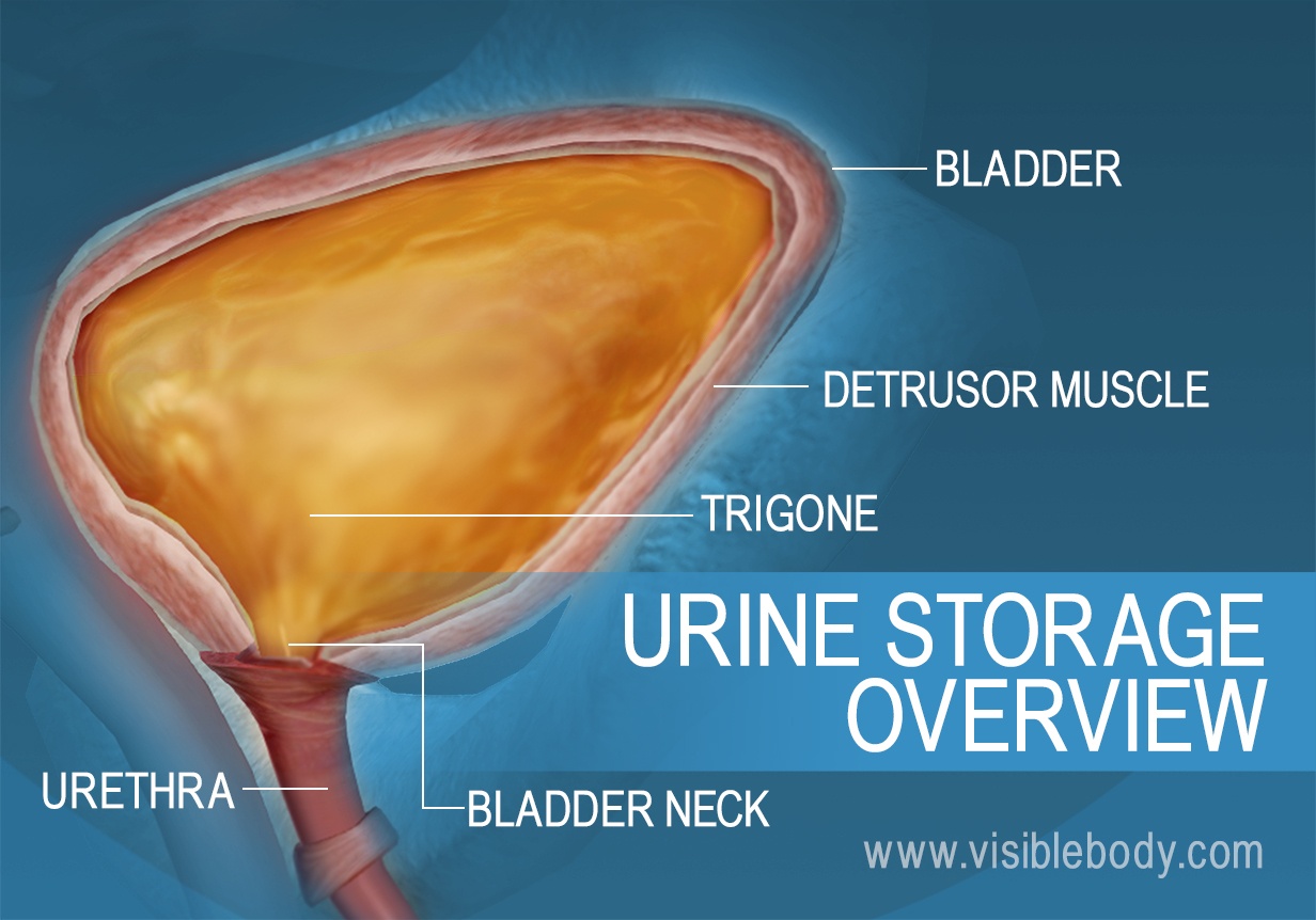 Urine Storage and Elimination