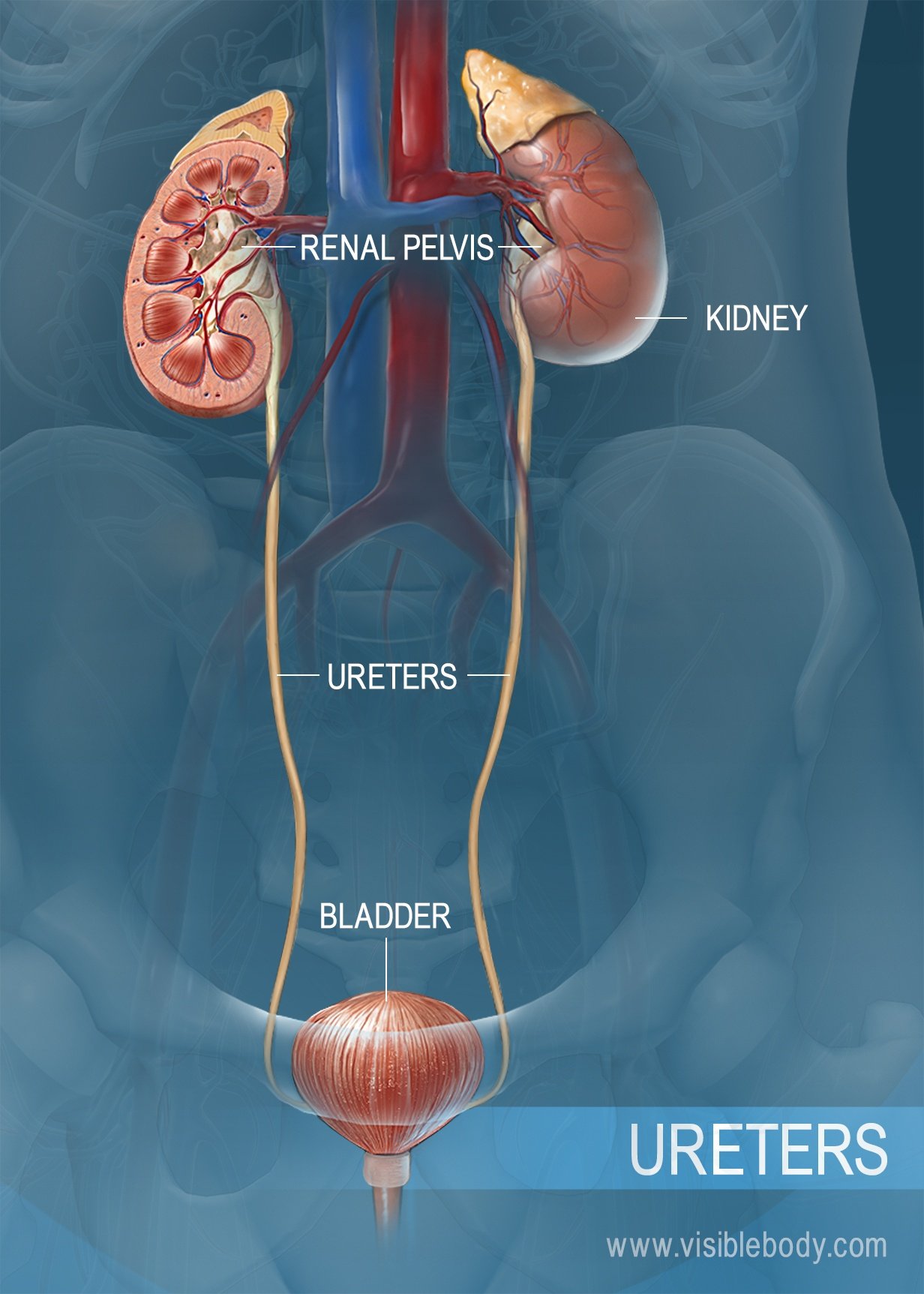 urinary-system-structures