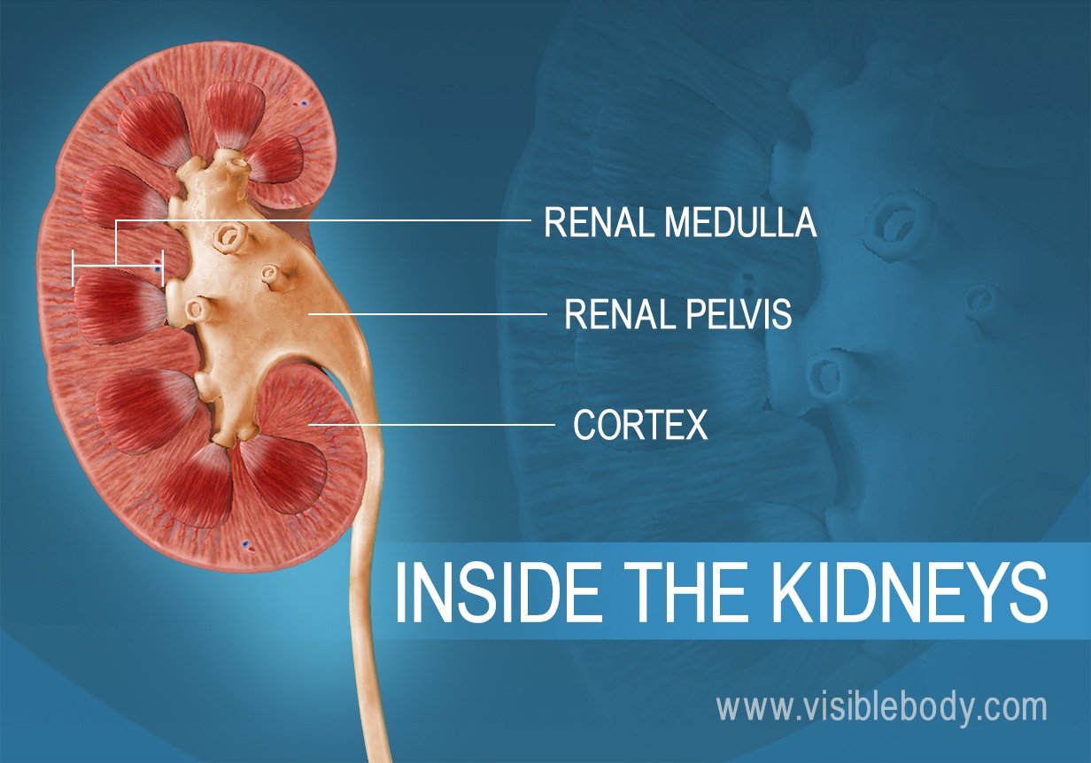 urinary-kidney